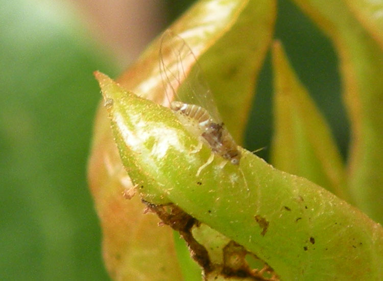 Verosimile Trioza alacris